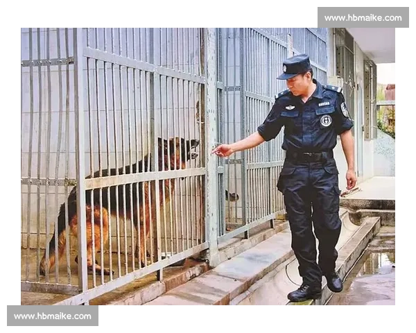 神犬奇兵精彩比赛瞬间勇敢小狗展现非凡实力 神犬奇兵精彩比赛瞬间勇敢小狗展现非凡实力